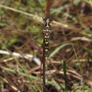 Synthemis eustalacta at Uriarra Village, ACT - 28 Mar 2023