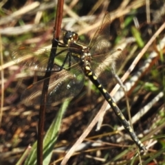 Synthemis eustalacta at Uriarra Village, ACT - 28 Mar 2023