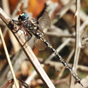 Austroaeschna multipunctata at Uriarra Village, ACT - 28 Mar 2023