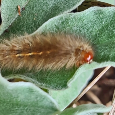 Ardices canescens (Dark-spotted Tiger Moth) at Isaacs, ACT - 22 Mar 2023 by galah681