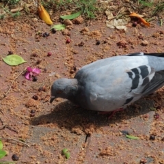 Columba livia (Rock Dove (Feral Pigeon)) at South Brisbane, QLD - 28 Mar 2023 by MatthewFrawley