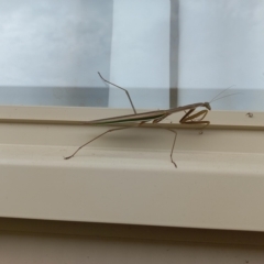 Tenodera australasiae (Purple-winged mantid) at Duffy, ACT - 28 Mar 2023 by RaeleneChetland