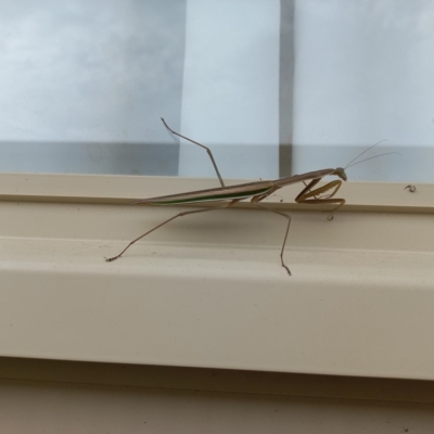 Tenodera australasiae (Purple-winged mantid) at Duffy, ACT - 28 Mar 2023 by RaeleneChetland