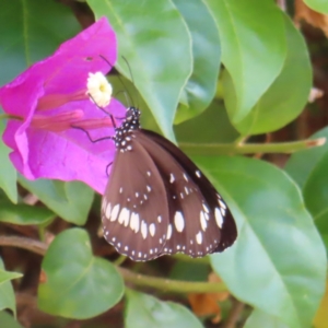 Euploea corinna at South Brisbane, QLD - 28 Mar 2023 12:16 PM