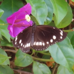 Euploea corinna at South Brisbane, QLD - 28 Mar 2023 12:16 PM