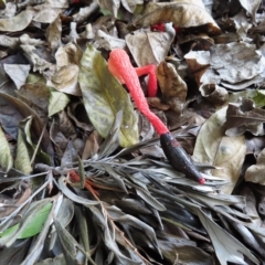 Phallus rubicundus (Phallus rubicundus) at South Brisbane, QLD - 28 Mar 2023 by MatthewFrawley