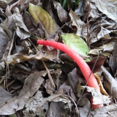 Phallus rubicundus at South Brisbane, QLD - 28 Mar 2023 02:47 PM