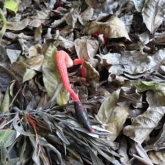 Phallus rubicundus at South Brisbane, QLD - 28 Mar 2023 02:47 PM