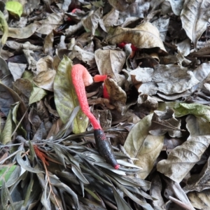 Phallus rubicundus at South Brisbane, QLD - 28 Mar 2023 02:47 PM