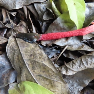 Phallus rubicundus at South Brisbane, QLD - 28 Mar 2023 02:47 PM