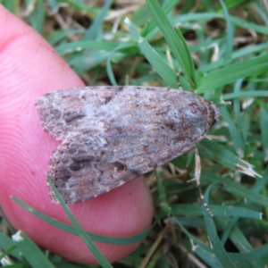 Spodoptera mauritia at South Brisbane, QLD - 28 Mar 2023