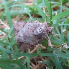 Spodoptera mauritia at South Brisbane, QLD - 28 Mar 2023