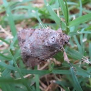 Spodoptera mauritia at South Brisbane, QLD - 28 Mar 2023