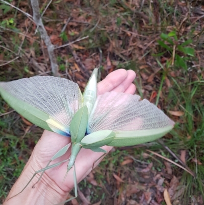 Tropidoderus childrenii (Children's stick-insect) at Wingecarribee Local Government Area - 28 Mar 2023 by Aussiegall