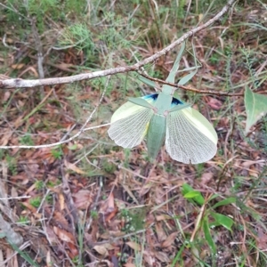 Tropidoderus childrenii at Penrose, NSW - suppressed