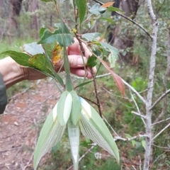 Tropidoderus childrenii at Penrose, NSW - suppressed