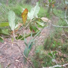 Tropidoderus childrenii at Penrose, NSW - suppressed