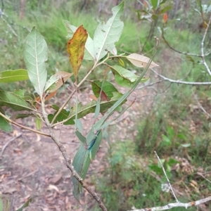 Tropidoderus childrenii at Penrose, NSW - suppressed