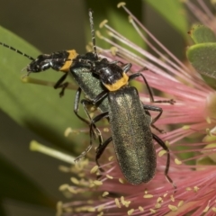 Chauliognathus lugubris (Plague Soldier Beetle) at Higgins, ACT - 28 Mar 2023 by AlisonMilton