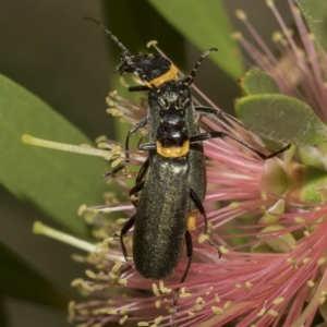 Chauliognathus lugubris at Higgins, ACT - 28 Mar 2023 11:00 AM