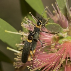 Chauliognathus lugubris at Higgins, ACT - 28 Mar 2023 11:00 AM