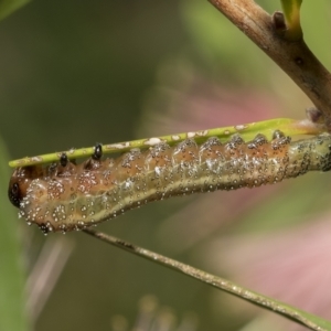 Pterygophorus sp. (genus) at Higgins, ACT - 27 Mar 2023