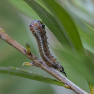 Pterygophorus sp. (genus) at Higgins, ACT - 27 Mar 2023