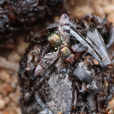 Platystomatidae (family) (Unidentified signal fly) at Federation Hill - 25 Mar 2023 by KylieWaldon