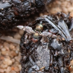 Platystomatidae (family) at West Wodonga, VIC - 26 Mar 2023