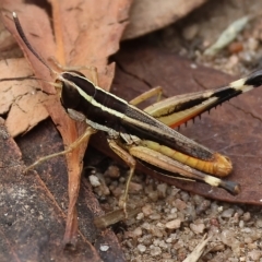 Macrotona australis (Common Macrotona Grasshopper) at West Wodonga, VIC - 26 Mar 2023 by KylieWaldon