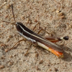 Macrotona australis at West Wodonga, VIC - 26 Mar 2023