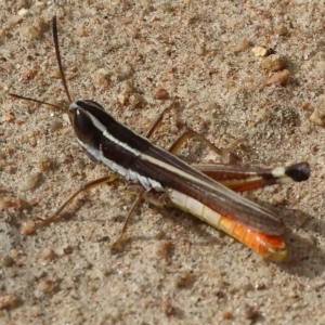 Macrotona australis at West Wodonga, VIC - 26 Mar 2023 10:33 AM