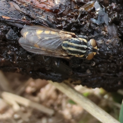 Oxysarcodexia varia (Striped Dung Fly) at Federation Hill - 25 Mar 2023 by KylieWaldon