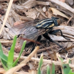 Oxysarcodexia varia at West Wodonga, VIC - 26 Mar 2023 10:37 AM