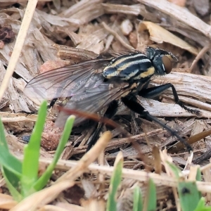 Oxysarcodexia varia at West Wodonga, VIC - 26 Mar 2023 10:37 AM