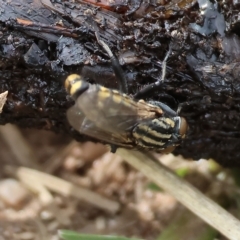 Oxysarcodexia varia at West Wodonga, VIC - 26 Mar 2023