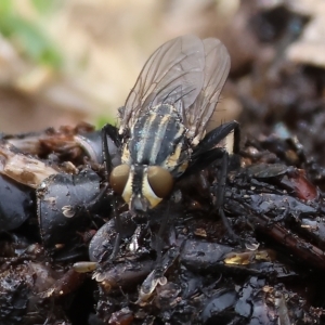 Oxysarcodexia varia at West Wodonga, VIC - 26 Mar 2023 10:37 AM