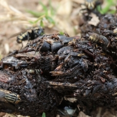 Oxysarcodexia varia at West Wodonga, VIC - 26 Mar 2023 10:37 AM