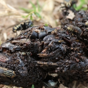 Oxysarcodexia varia at West Wodonga, VIC - 26 Mar 2023