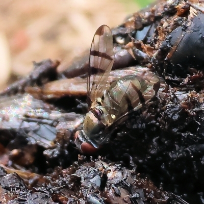 Platystomatidae (family) (Unidentified signal fly) at Federation Hill - 25 Mar 2023 by KylieWaldon