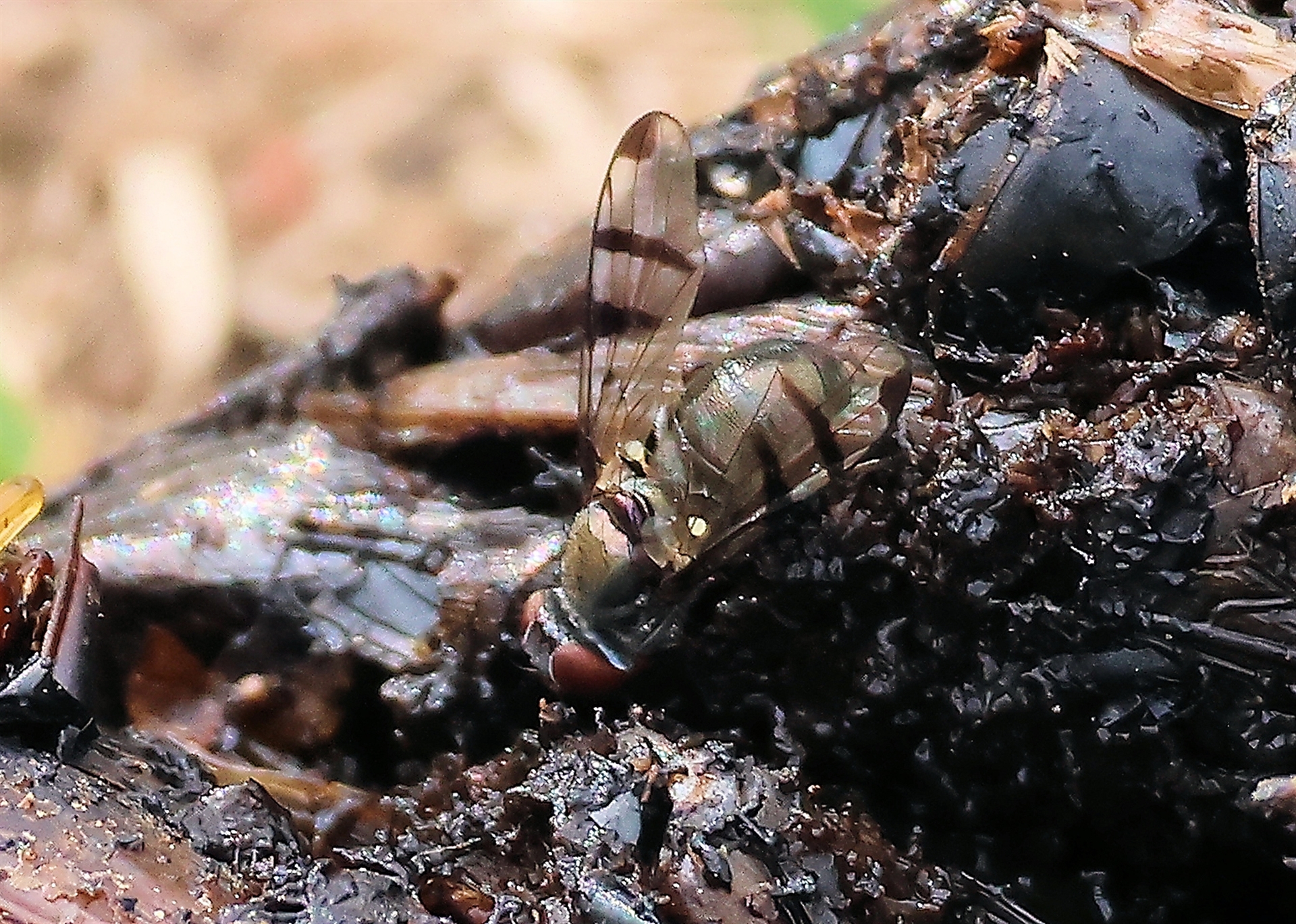 Platystomatidae (family) at West Wodonga, VIC - 26 Mar 2023 10:37 AM