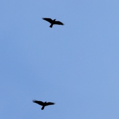 Corvus coronoides (Australian Raven) at West Wodonga, VIC - 26 Mar 2023 by KylieWaldon