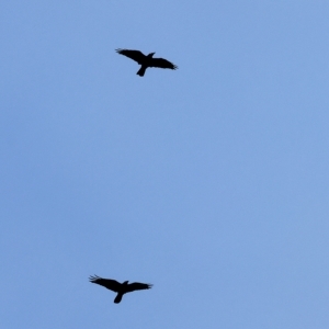 Corvus coronoides at West Wodonga, VIC - 26 Mar 2023 10:40 AM