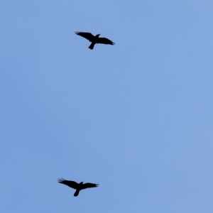 Corvus coronoides at West Wodonga, VIC - 26 Mar 2023