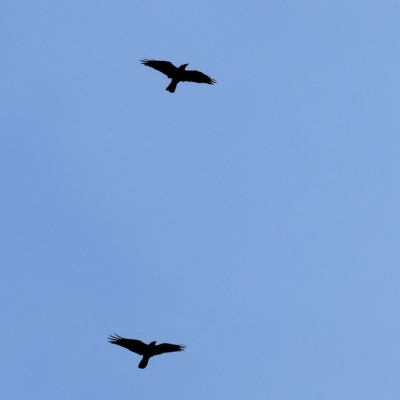 Corvus coronoides (Australian Raven) at Wodonga - 25 Mar 2023 by KylieWaldon