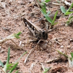 Chortoicetes terminifera (Australian Plague Locust) at West Wodonga, VIC - 26 Mar 2023 by KylieWaldon