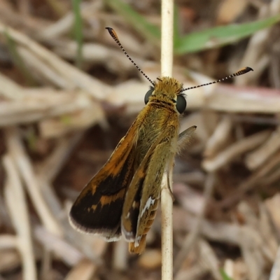 Taractrocera papyria (White-banded Grass-dart) at Wodonga - 25 Mar 2023 by KylieWaldon