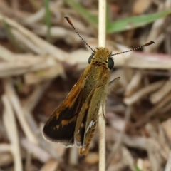 Taractrocera papyria (White-banded Grass-dart) at Wodonga - 25 Mar 2023 by KylieWaldon