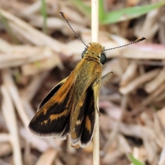 Taractrocera papyria at West Wodonga, VIC - 26 Mar 2023