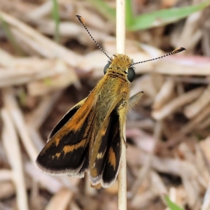 Taractrocera papyria at West Wodonga, VIC - 26 Mar 2023